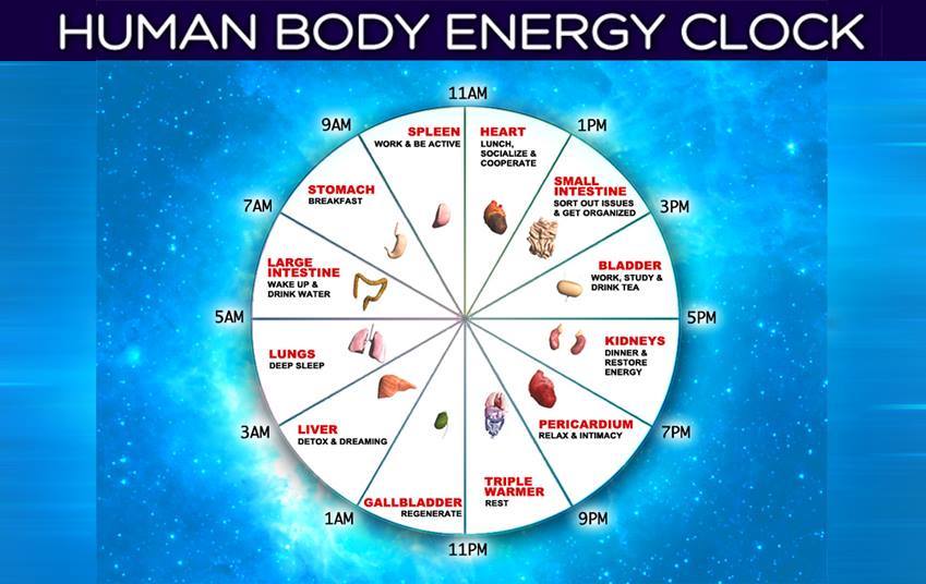 Human Body Energy Clock: Discover The Best Time To Do Everything ...