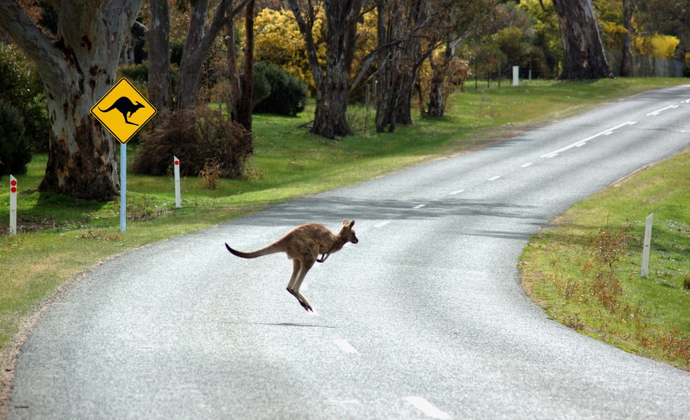 This Could Save Thousands Of Kangaroos From Car Crashes