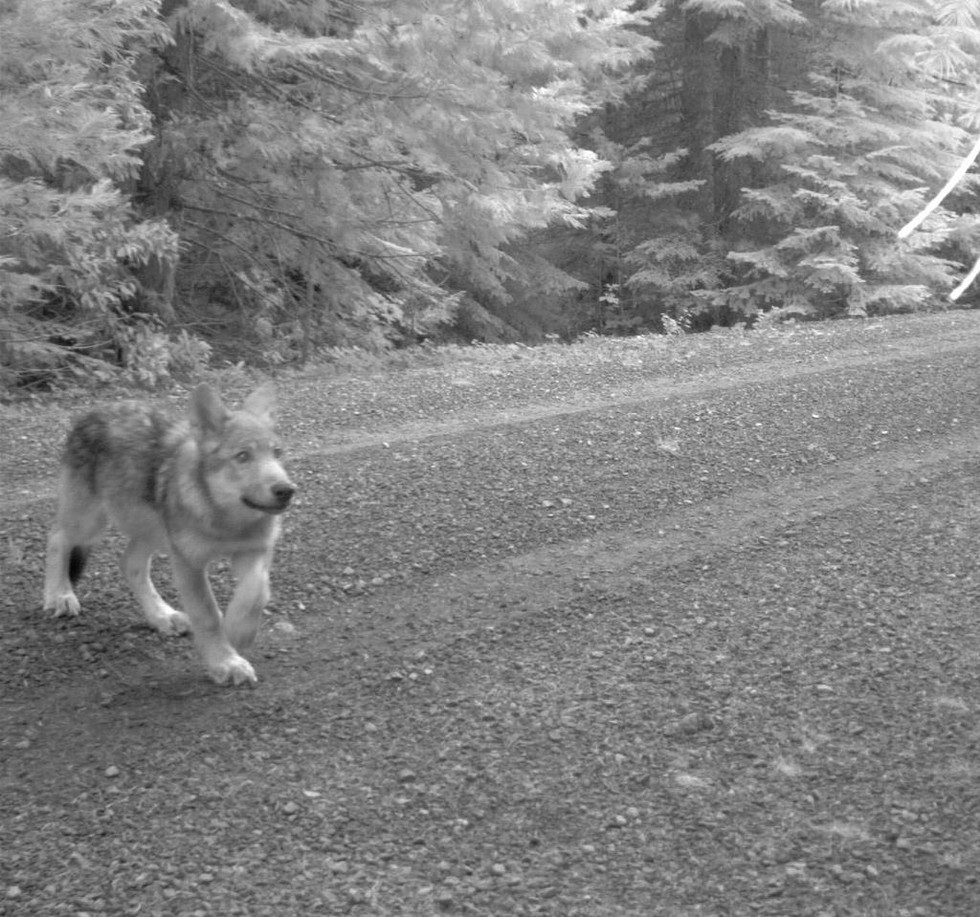 First Wolves Born In Oregon Cascades Since The 1940s Caught On Camera