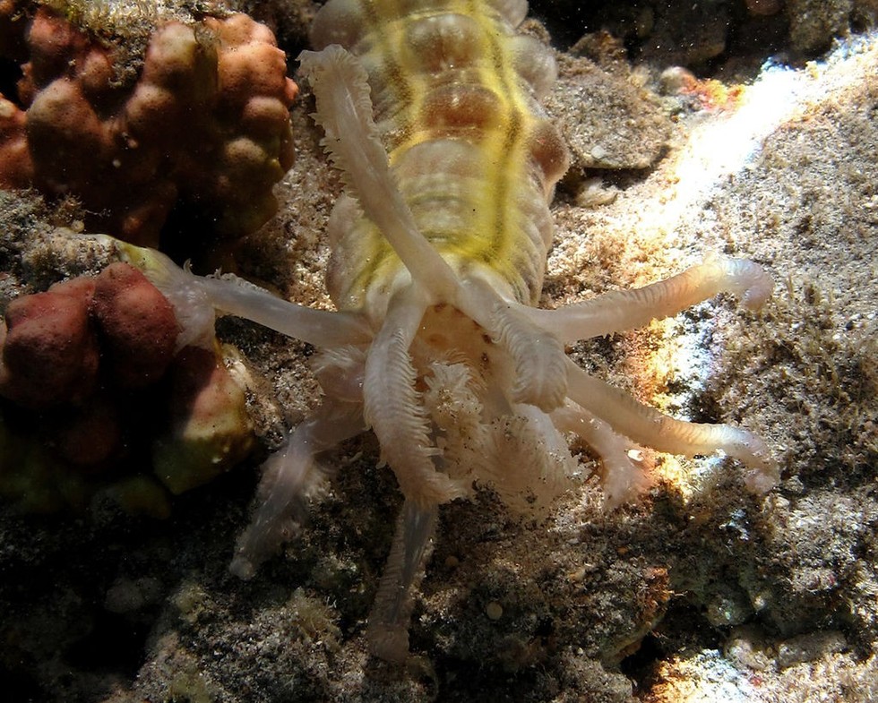 oddball-underdogs-7-animals-with-bizarre-defense-mechanisms