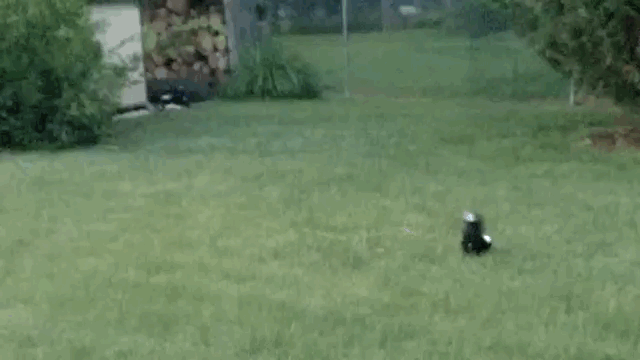 motion activated sprinkler to get rid of skunks motion activated sprinkler to get rid of skunks