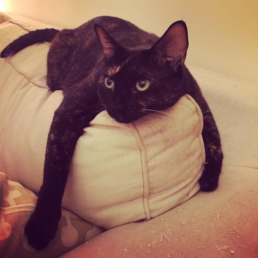 Popular Cat Treats Recalled Because Of Dangerous Chemical