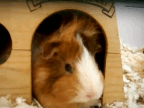 Guinea Pig GIF - Find & Share on GIPHY