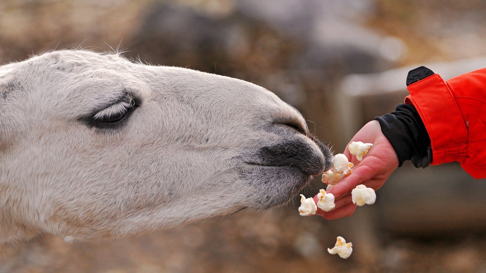 Lamas & brown casino