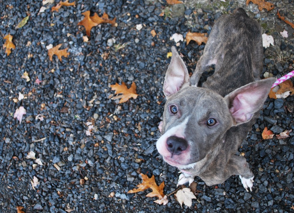 Starving Puppy Was Too Weak To Walk, Had To Be Carried By Rescuers