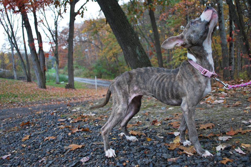 Starving Puppy Was Too Weak To Walk, Had To Be Carried By Rescuers