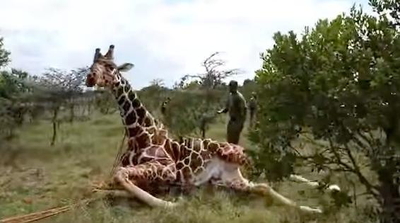 Saving A Giraffe's Life Is Really, Really Tricky