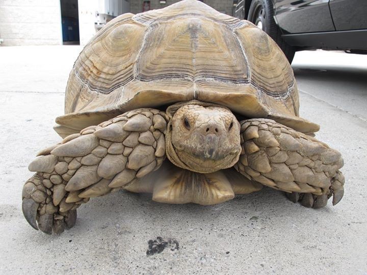 Giant Tortoise Not Quite Speedy Enough To Outrun The Law
