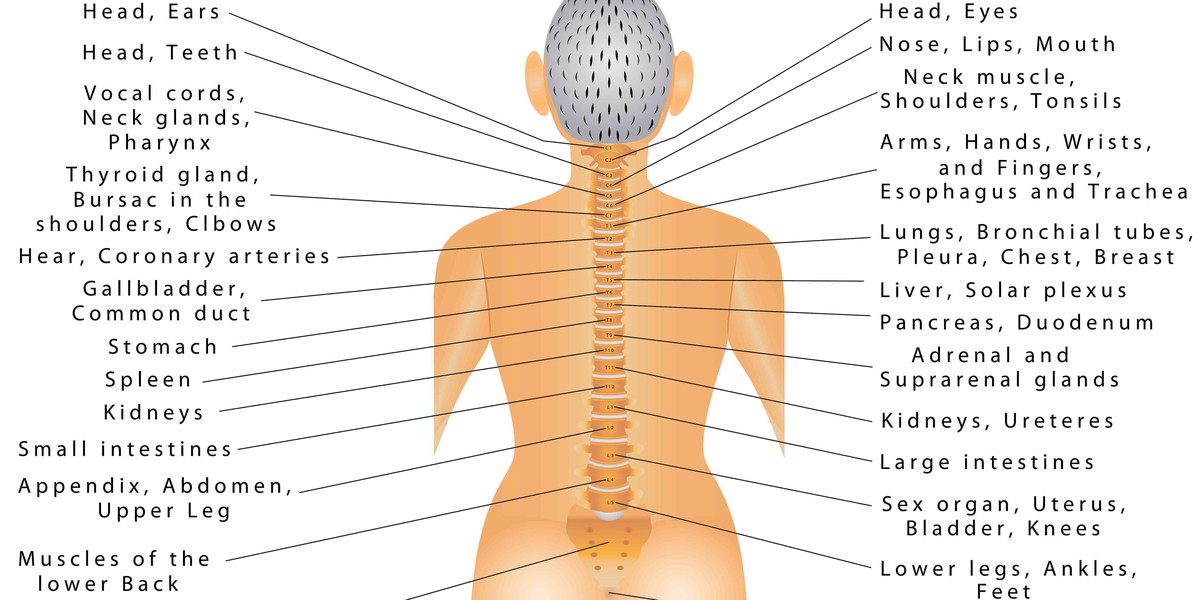 This Diagram Shows Which Part Of Your Spine Is Causing ...