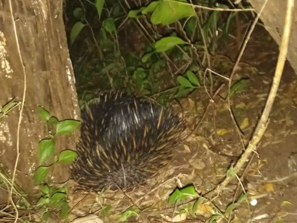 Thirsty Echidna Breaks Into Alcohol Shop In New South Wales And Causes Total Chaos Indy100