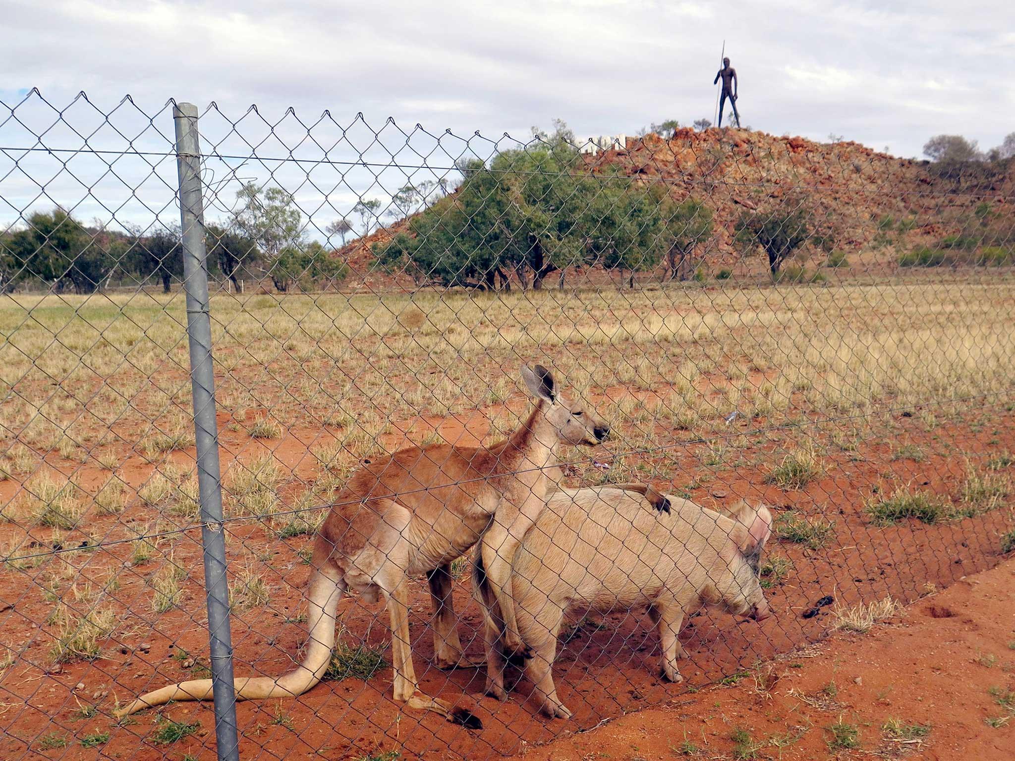 Kangaroo - nude photos