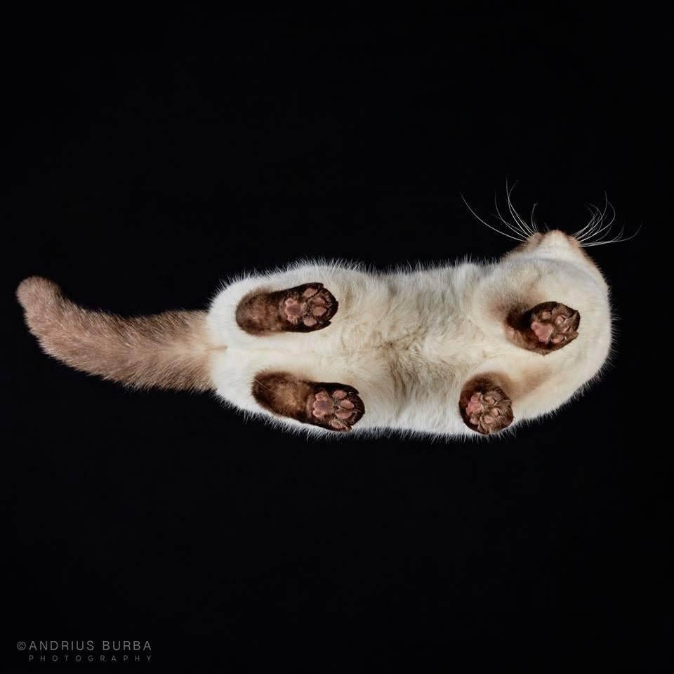 cats on glass tables from below