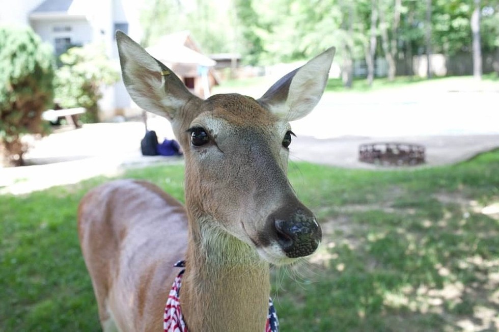 How My Pet Deer Saved My Life