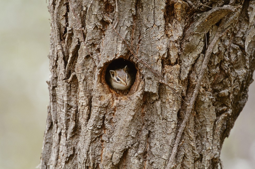 How Do Squirrels Keep Warm In Winter?