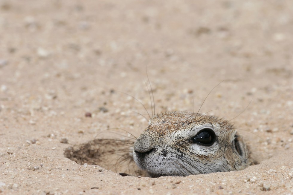 How Do Squirrels Keep Warm In Winter?