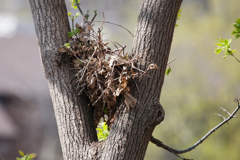 How many squirrels live in one nest?