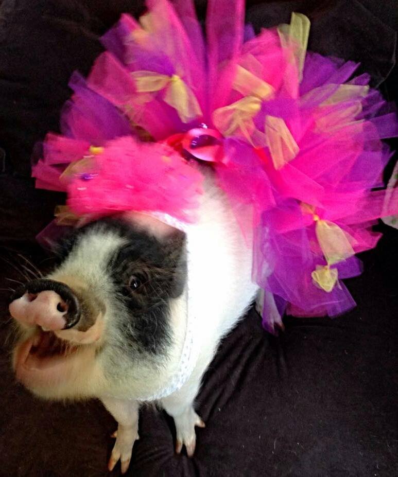 Pigs Wearing Tutus Are Cuter Than Anyone Ever Imagined