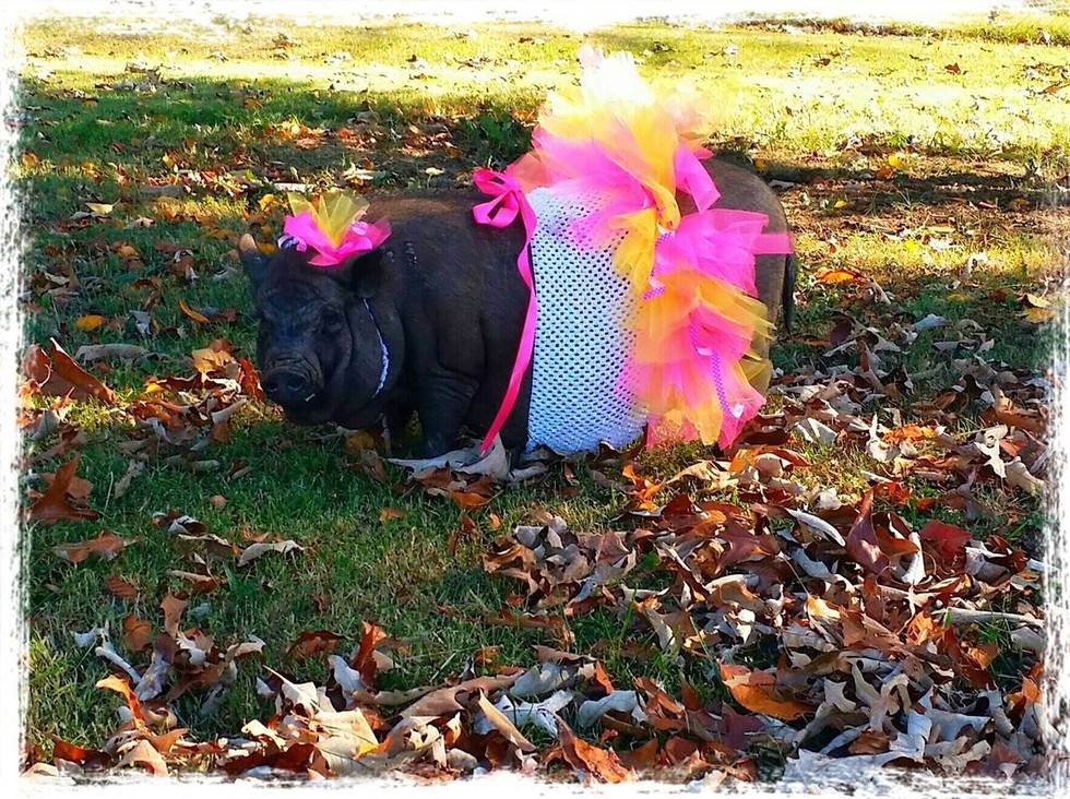 Pigs Wearing Tutus Are Cuter Than Anyone Ever Imagined