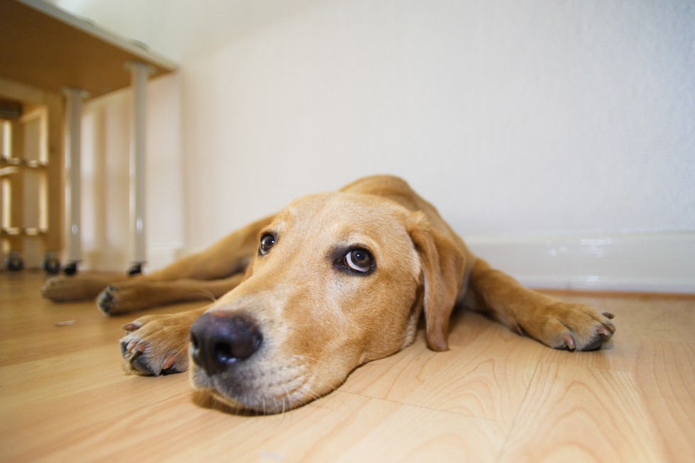 bored-dogs-signs-your-dog-is-bored-and-how-to-help-doggy-boredom