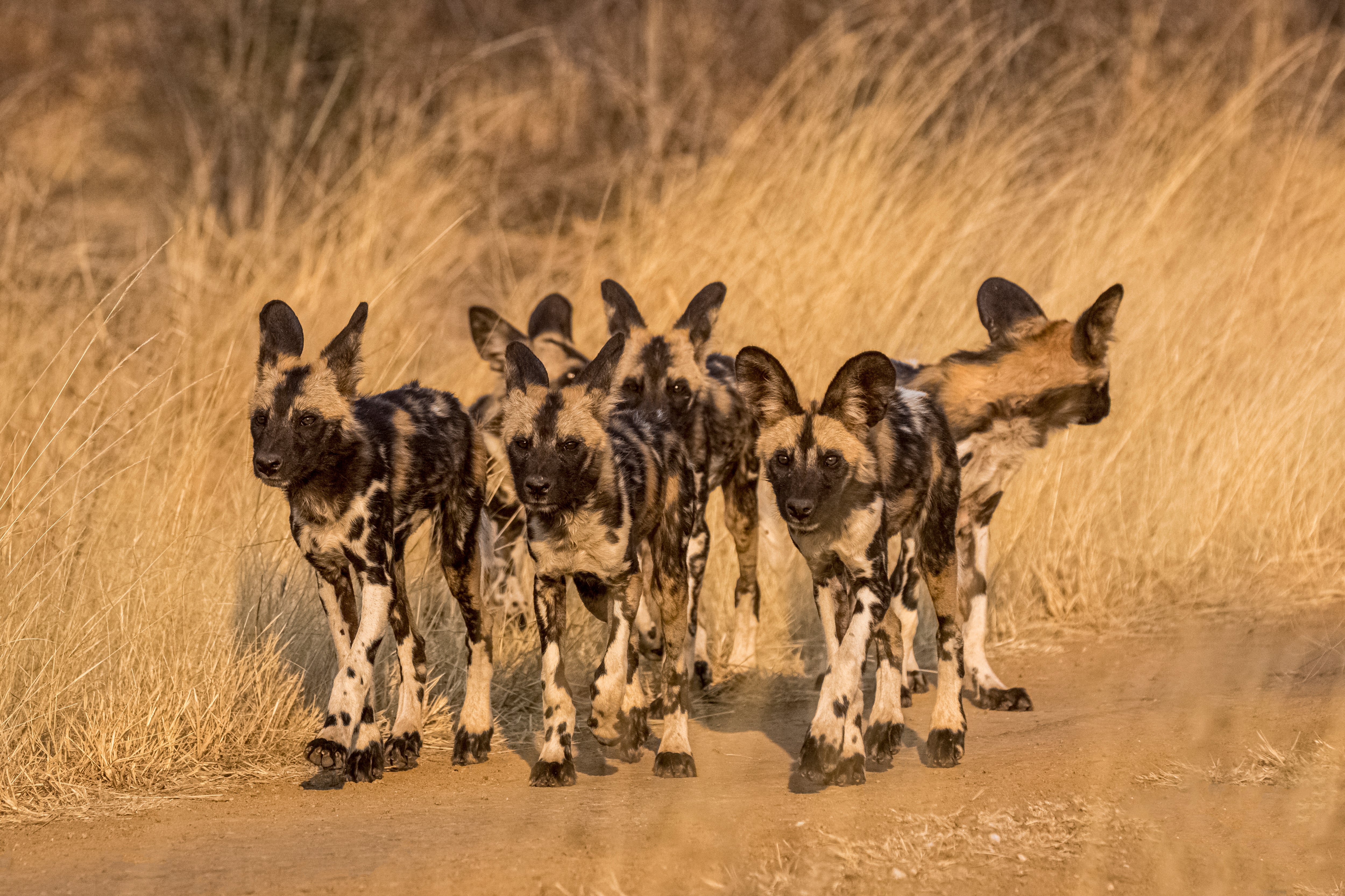 what is the origin of the african dog