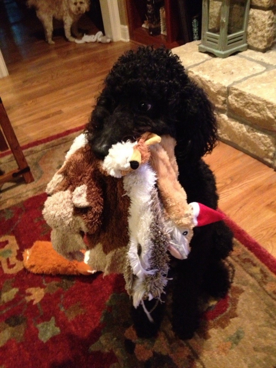 dog destroys stuffed toys