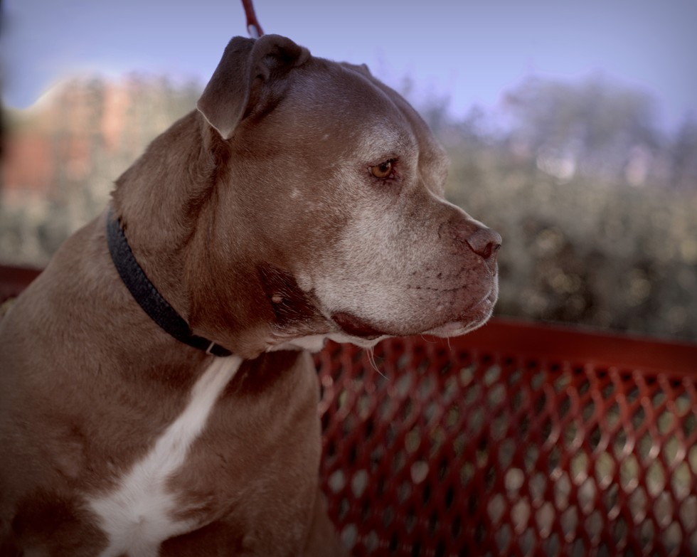 Abandoned Pit Bull Is So Depressed She Just Stares At The Wall