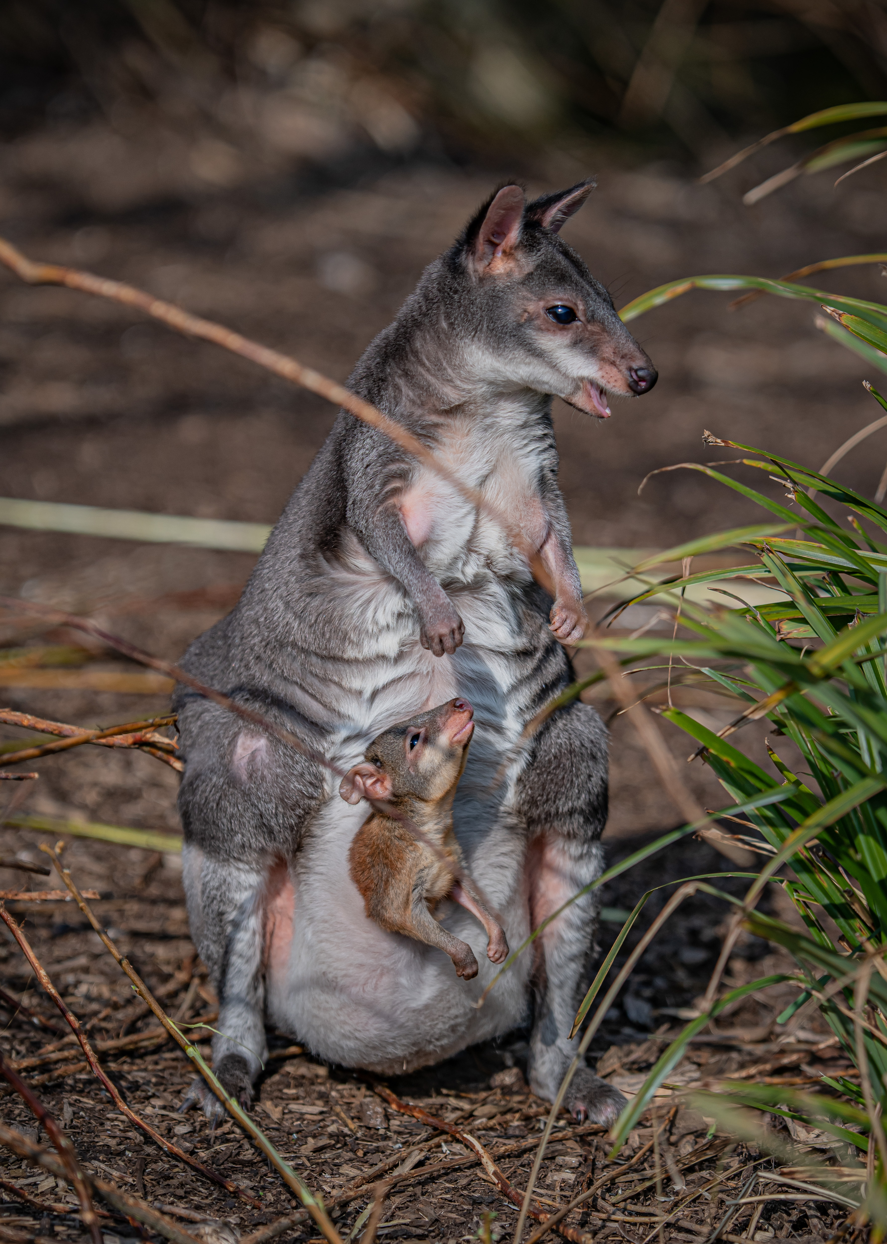 Zookeepers share 'magical moment' rare baby kangaroo emerges from mother's  pouch | indy100
