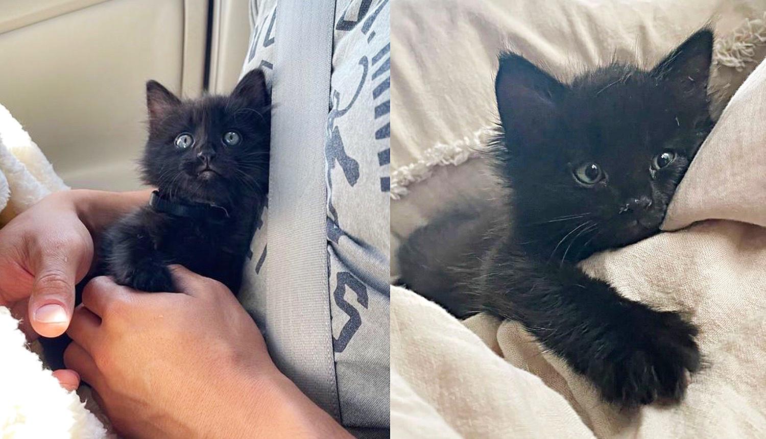 Tiny Kitten Spotted Outside Abandoned Shows So Much Strength, Now Has a Cat  to Watch Her Grow - Love Meow