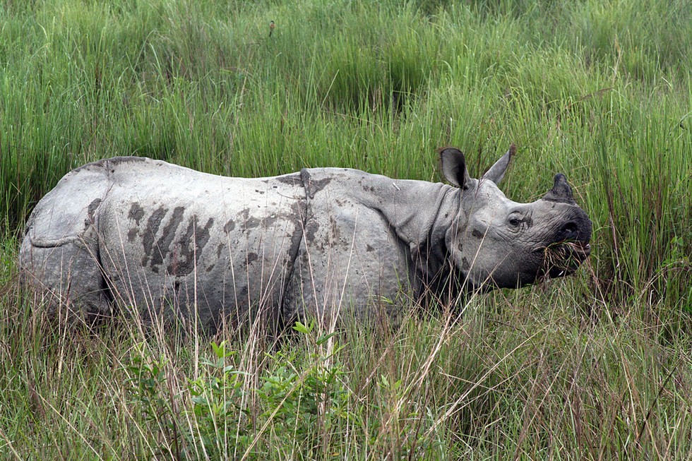 Fighting The Rhino Extinction