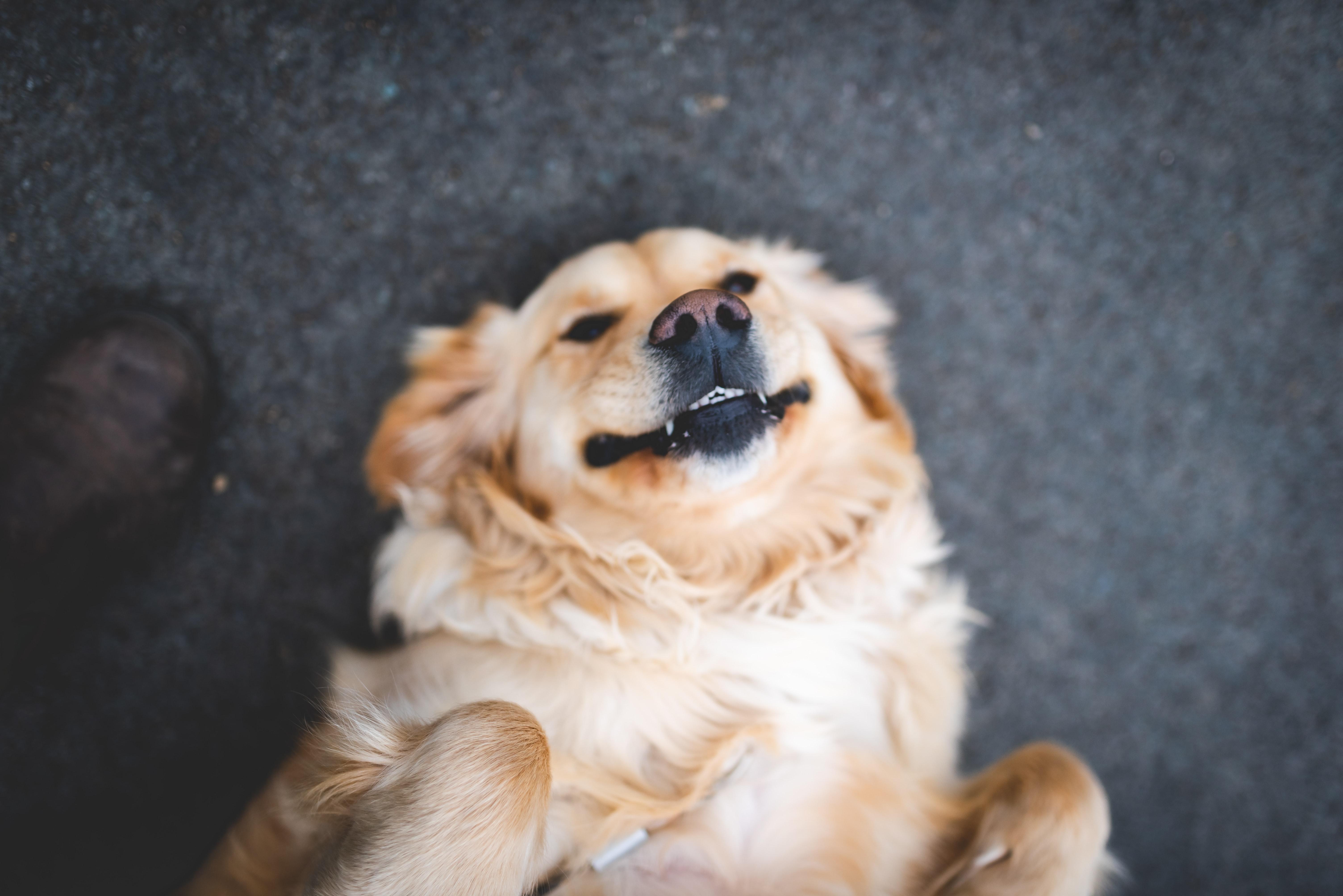 Golden retriever has cute reaction to his sister walking - Upworthy