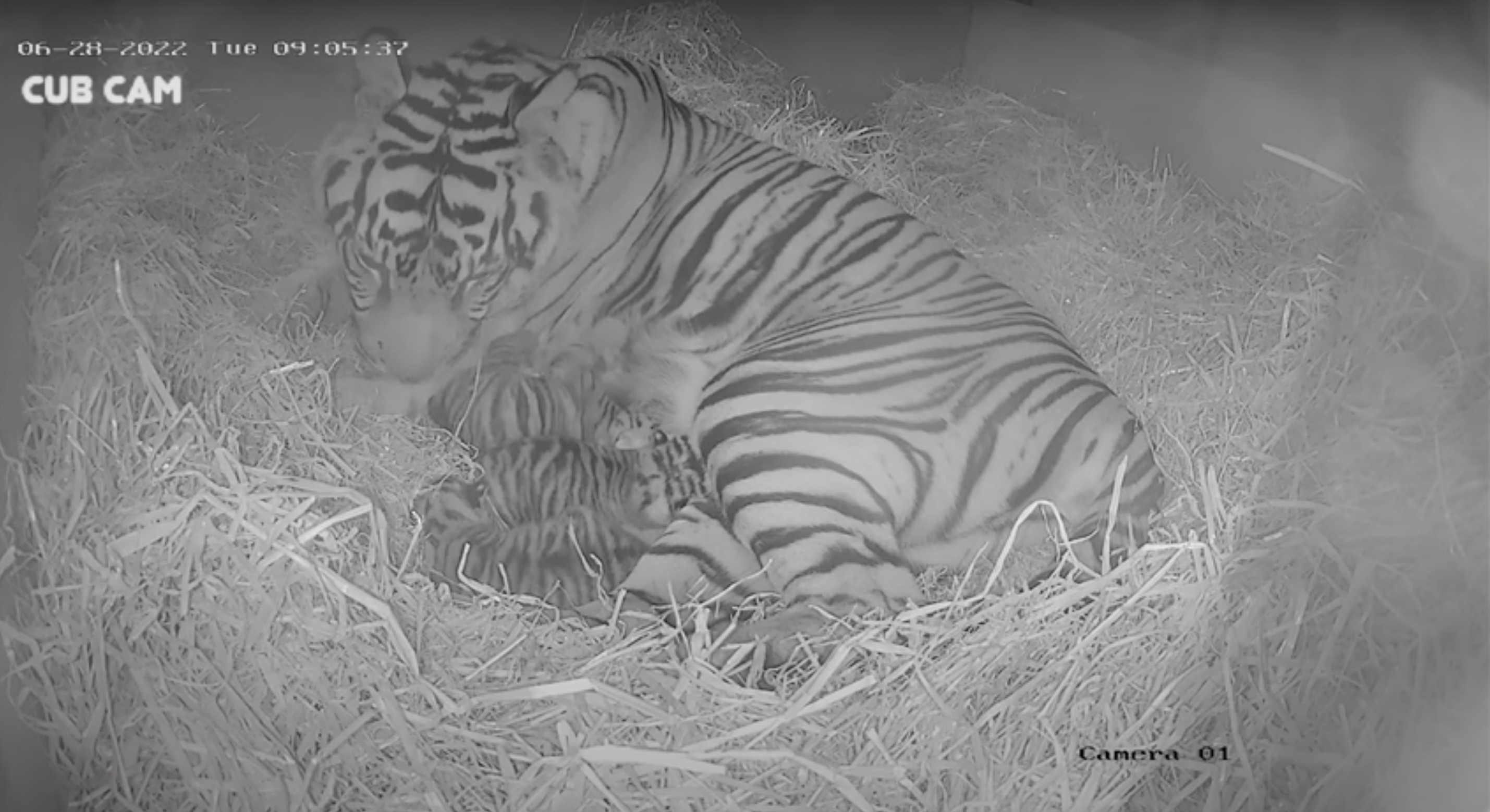 Tiger father breaks stereotype by caring for 4 cubs after mom's death,  surprises experts