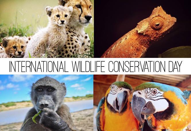 happy-world-wildlife-conservation-day