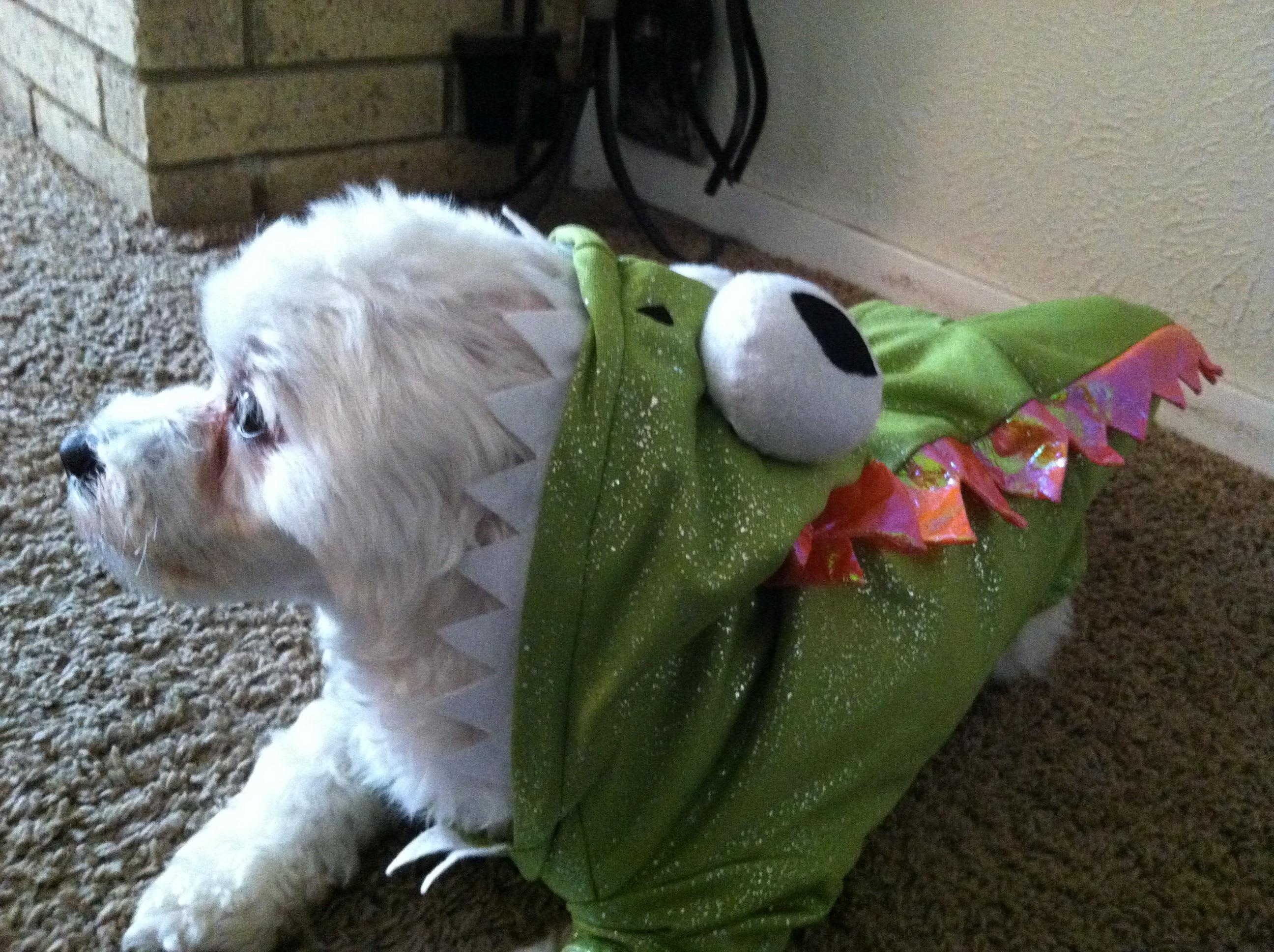 Playing dress up: Halloween goes to the dogs - CultureMap Dallas