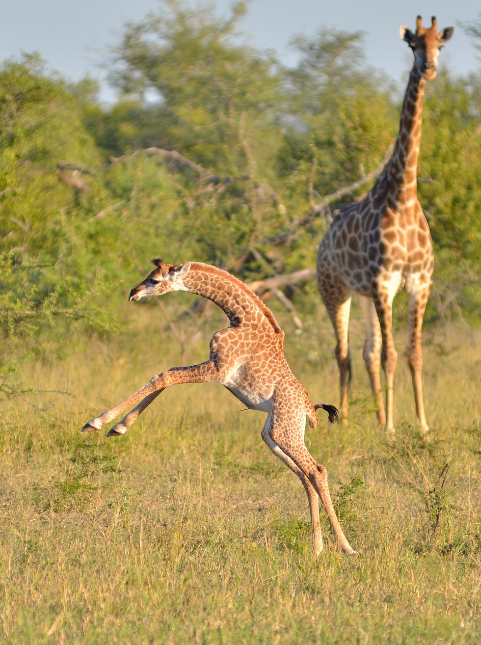 Animals Who Are Pregnant For — Basically — Ever