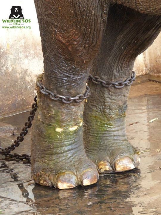 Earless, Chained-Up Elephant Never Sees The Sun