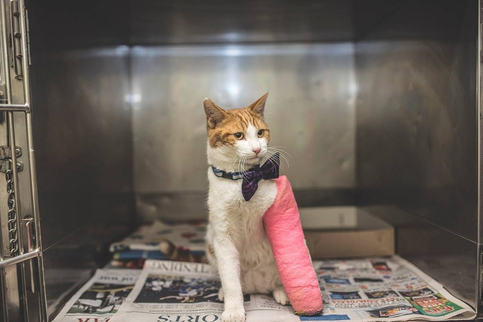 Cat With Broken Leg Has Only Days Left To Find A Family