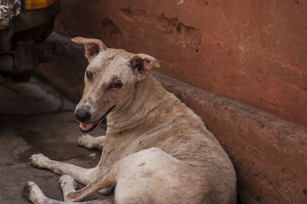 why-are-there-so-many-street-dogs-in-india