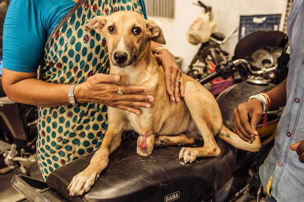 Why Are There So Many Street Dogs in India?