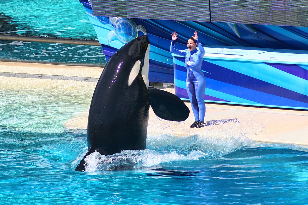 Ex-SeaWorld Employee: 'If You Speak Out Against It, You’re Fired'