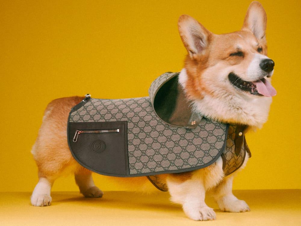 A dog in a monogrammed carrier bag from Gucci at Manderly Gardens, News  Photo - Getty Images