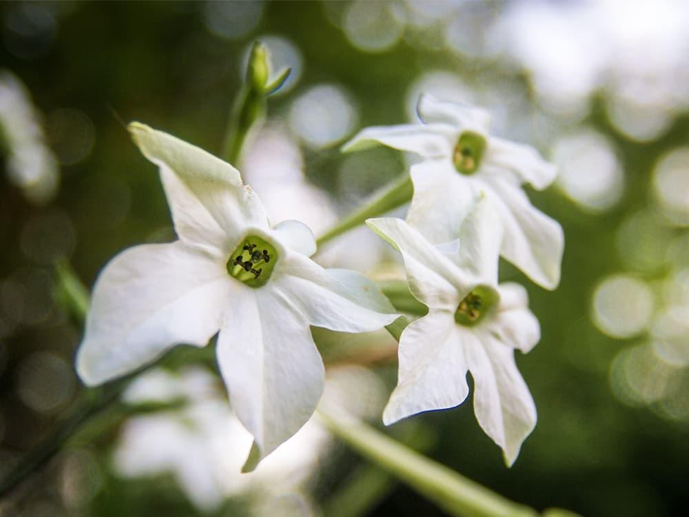 wild tobacco texas Texas farmer grows tobacco to feed overpowering summer addiction