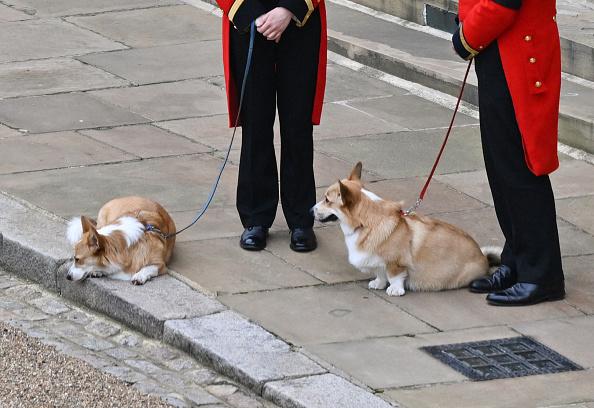 Heartbreaking moment Queen's pets watched as coffin returned to Windsor
