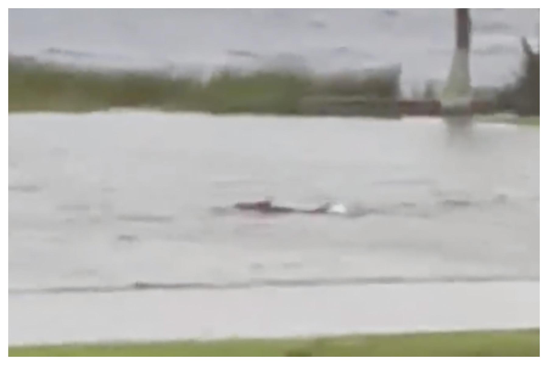 Was there a shark swimming in a Florida street because of Hurricane Ian?