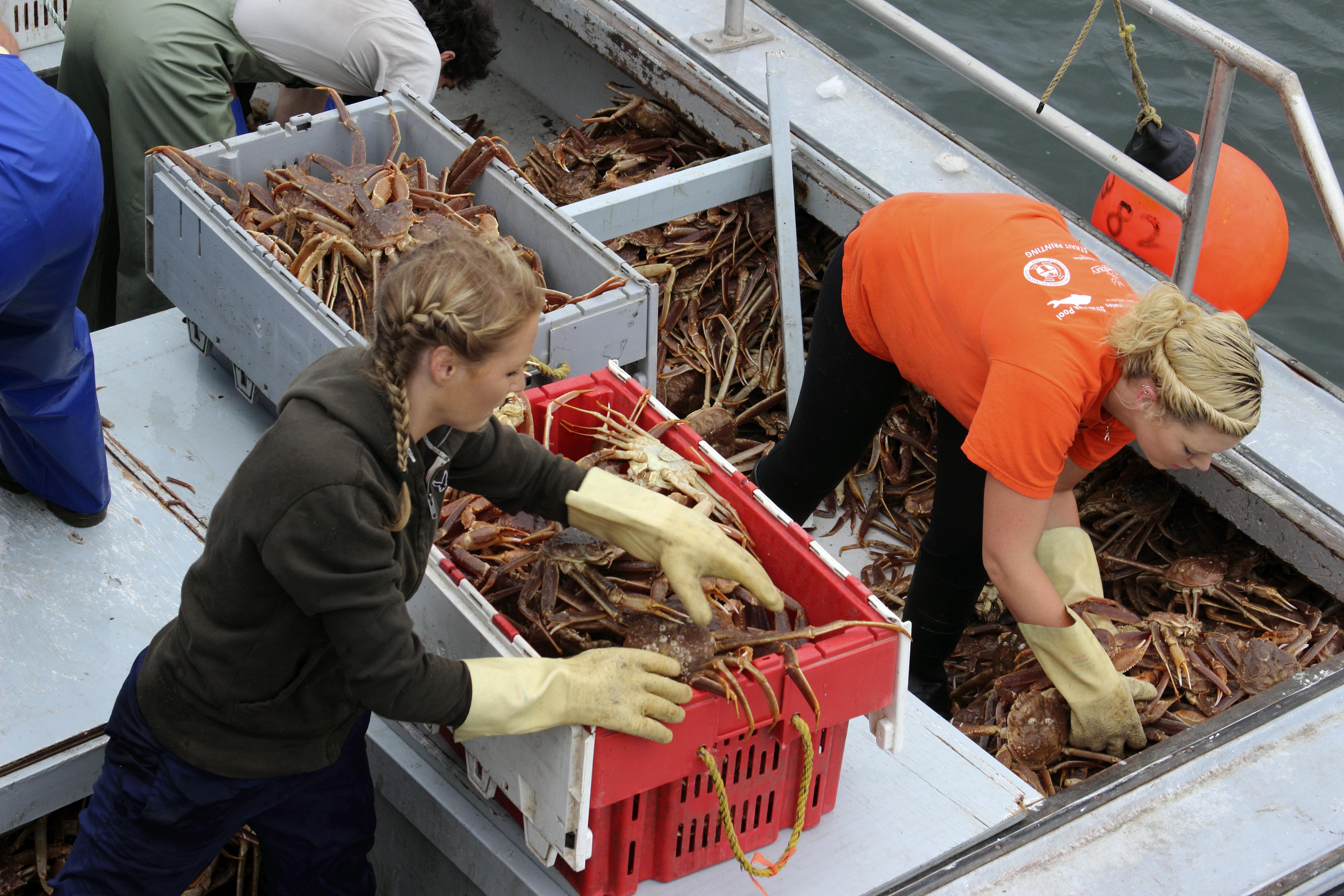 Billions Gone: What’S Behind The Disappearance Of Alaska Snow Crabs ...