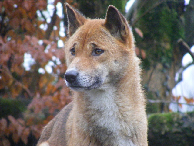 Meet Your Favorite New Artist: The Rare Singing Dog Of Papua New Guinea