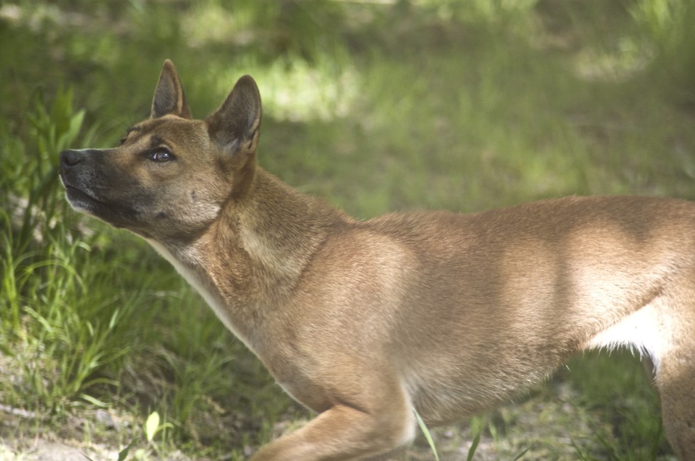 Meet Your Favorite New Artist: The Rare Singing Dog Of Papua New Guinea