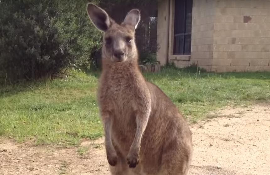 Kangaroo Can't Understand Why This Cat Just Lost His Chill