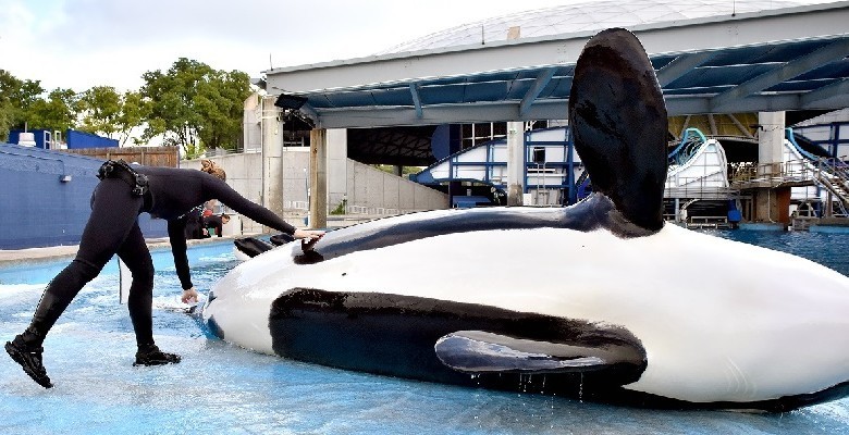 Orca Dies At SeaWorld After Spending Her Life In A Tank