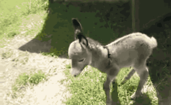 Image result for donkey roaming gif.