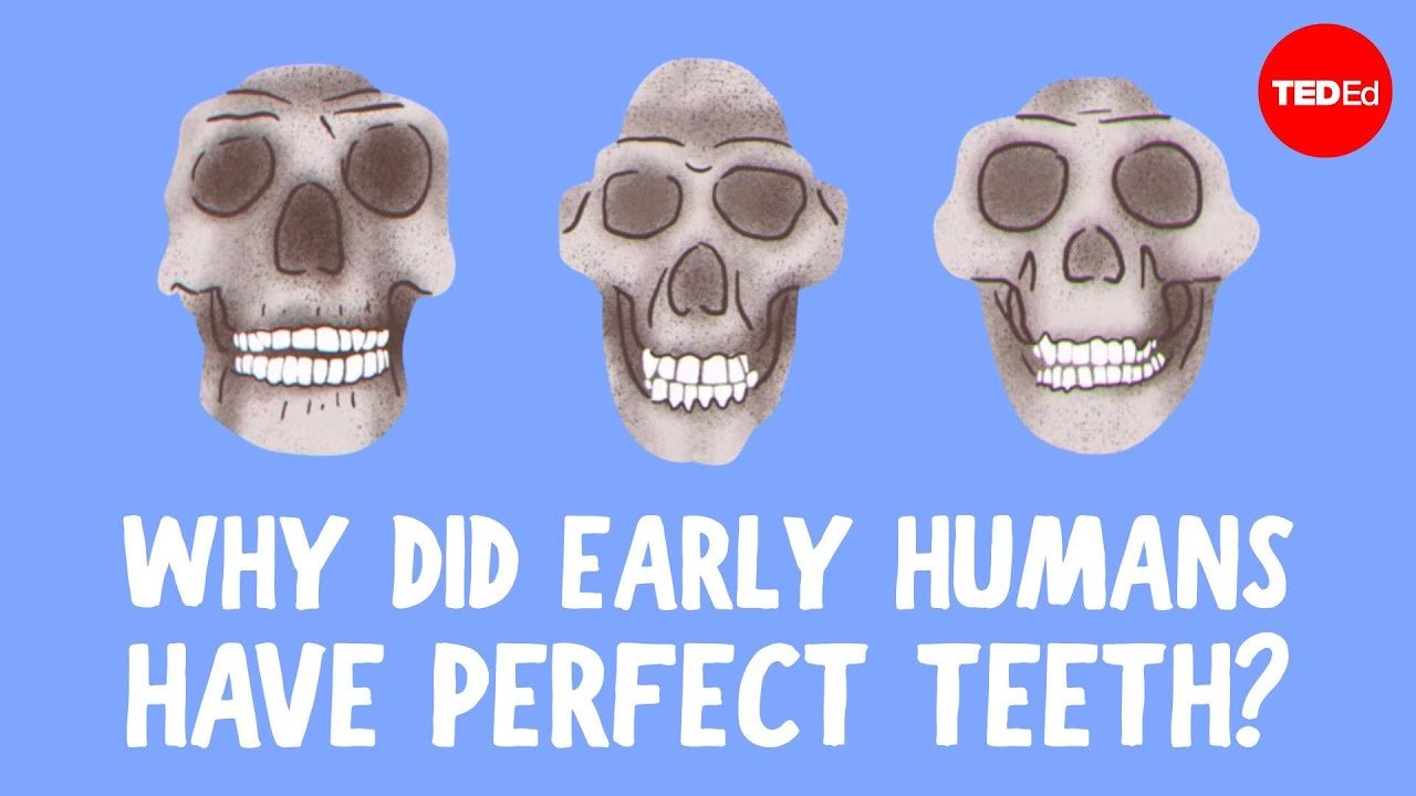 Das Video erklärt, warum frühe Menschen von Natur aus gerade Zähne hatten und wir nicht